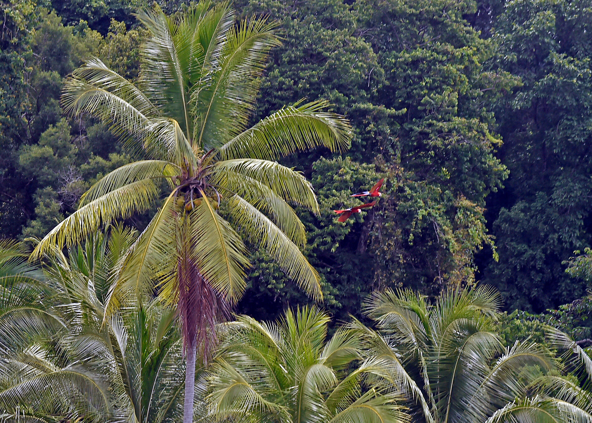 n°-754_B010418_Casa-Orqideas_Costa-Rica©StudioPONANT-L.Paulin.JPG
