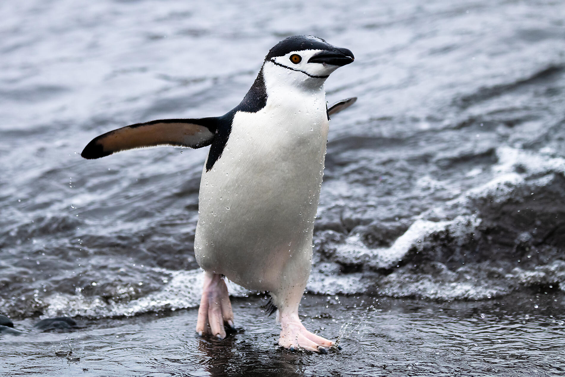 -Aitcho-Antarctique©StudioPonant-VioletteVauchelle.jpg