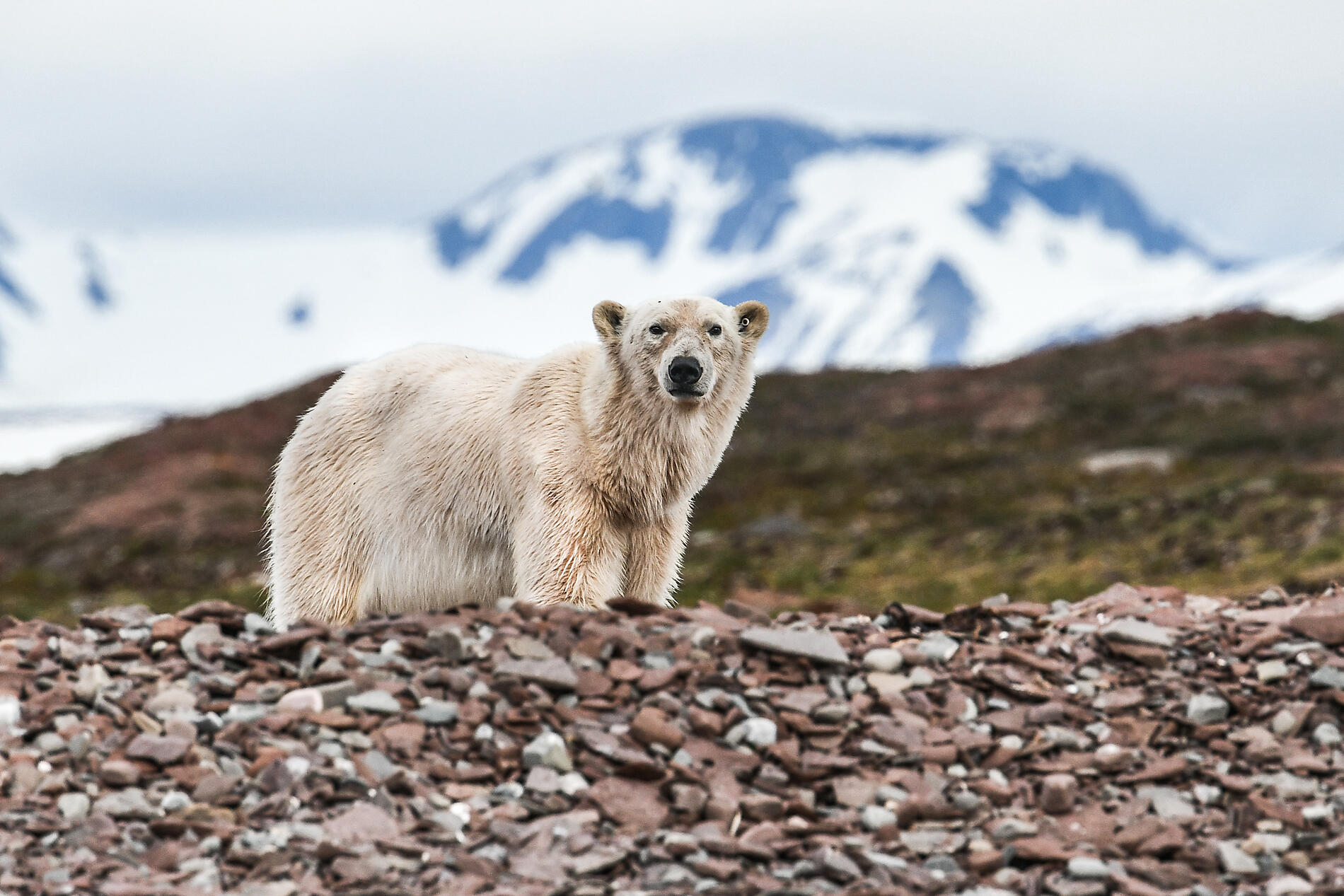 N_0161_B090719_Makeoyane_Ours-Blanc©StudioPonant_MorganeMonneret.jpg