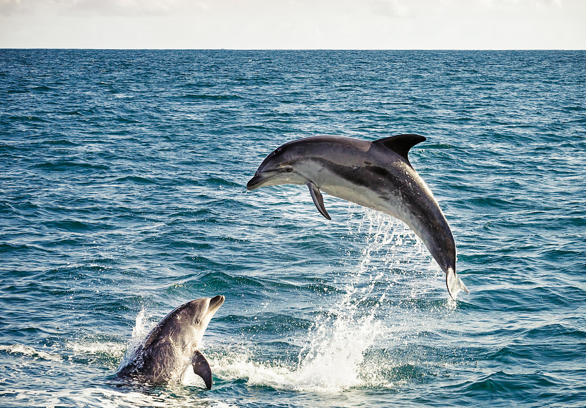 iStock_000024290090XLarge_resize.jpg