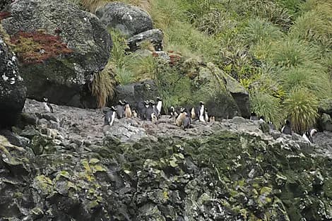 9 Janv 27 - Îles des Antipodes