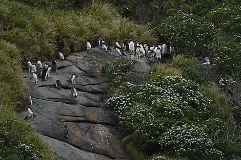 1 Janv 27 - Îles Snares