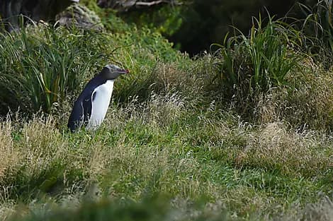 2 Janv 27 - Île Enderby, îles Auckland