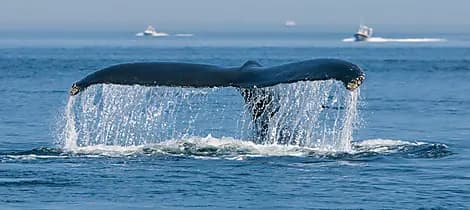 25 Sept 25 - Tadoussac