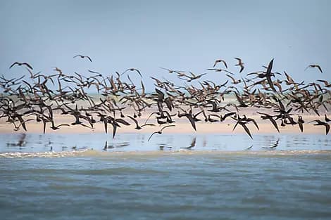 19 Août 27 - Îles Lacépède