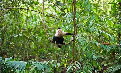 31 Déc 26 - Parc national Manuel Antonio