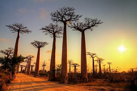 13 Mars 26 - Morondava