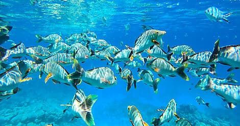 16 Nov 26 - Mataiva, îles Tuamotu
