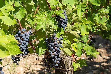 10 Oct 27 - Pauillac