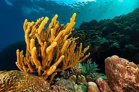 9 Déc 26 - Îles Barat Daya