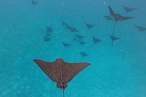 Observation de requins et raies dans un bateau à fond vitré