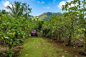 Expédition safari à Huahine