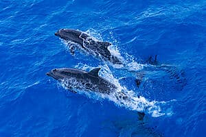Expédition d'observation des dauphins