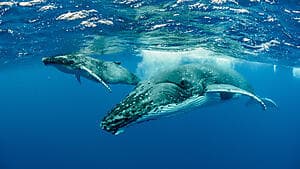Expédition de baleines avec Ocean Addict