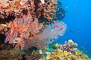 Snorkeling au gré du courant dans le jardin de corail