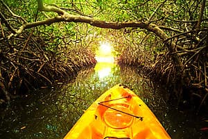 La mangrove en kayak à fond de verre