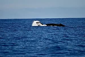 Expédition d’observation des baleines avec l’équipe du Dr Poole