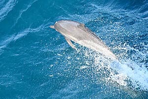 Observation des baleines avec Manahau