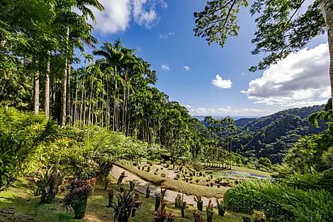 ARÔMES ET PARFUMS DE MARTINIQUE