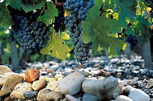 La fameuse "route des châteaux du Médoc"