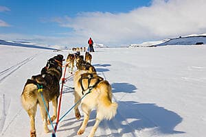 Expérience de traineau à chien