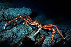 Safari crabe royal