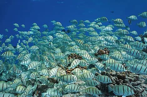 29 Déc 26 - Makatea, îles Tuamotu