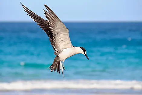 23 Janv 26 - Dog Island, Anguilla