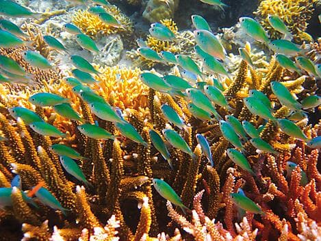 8 Mars 26 - Atoll de Lamotrek