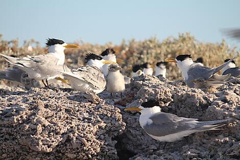 6 Août 27 - Parc marin des îles Abrolhos