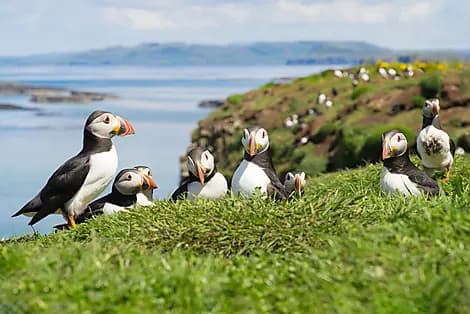 28 Avr 27 - Lunga, îles Treshnish