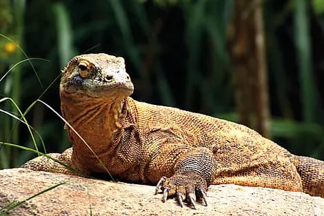 6 Déc 26 - Parc national de Komodo