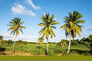 Visite d'une distillerie de rhum et dégustation