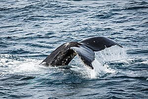 À la rencontre des baleines