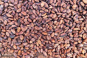 Village Ngöbe et plantation de chocolat