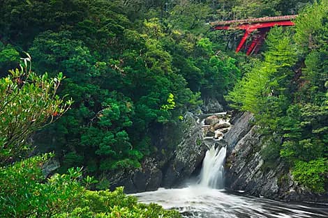 22 Mars 26 - Yakushima