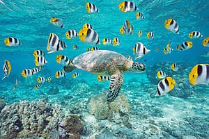 Safari aquatique - Randonnée sous-marine