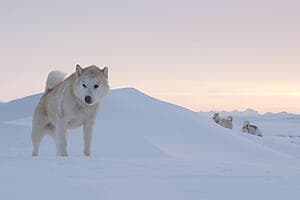 Douceur de husky