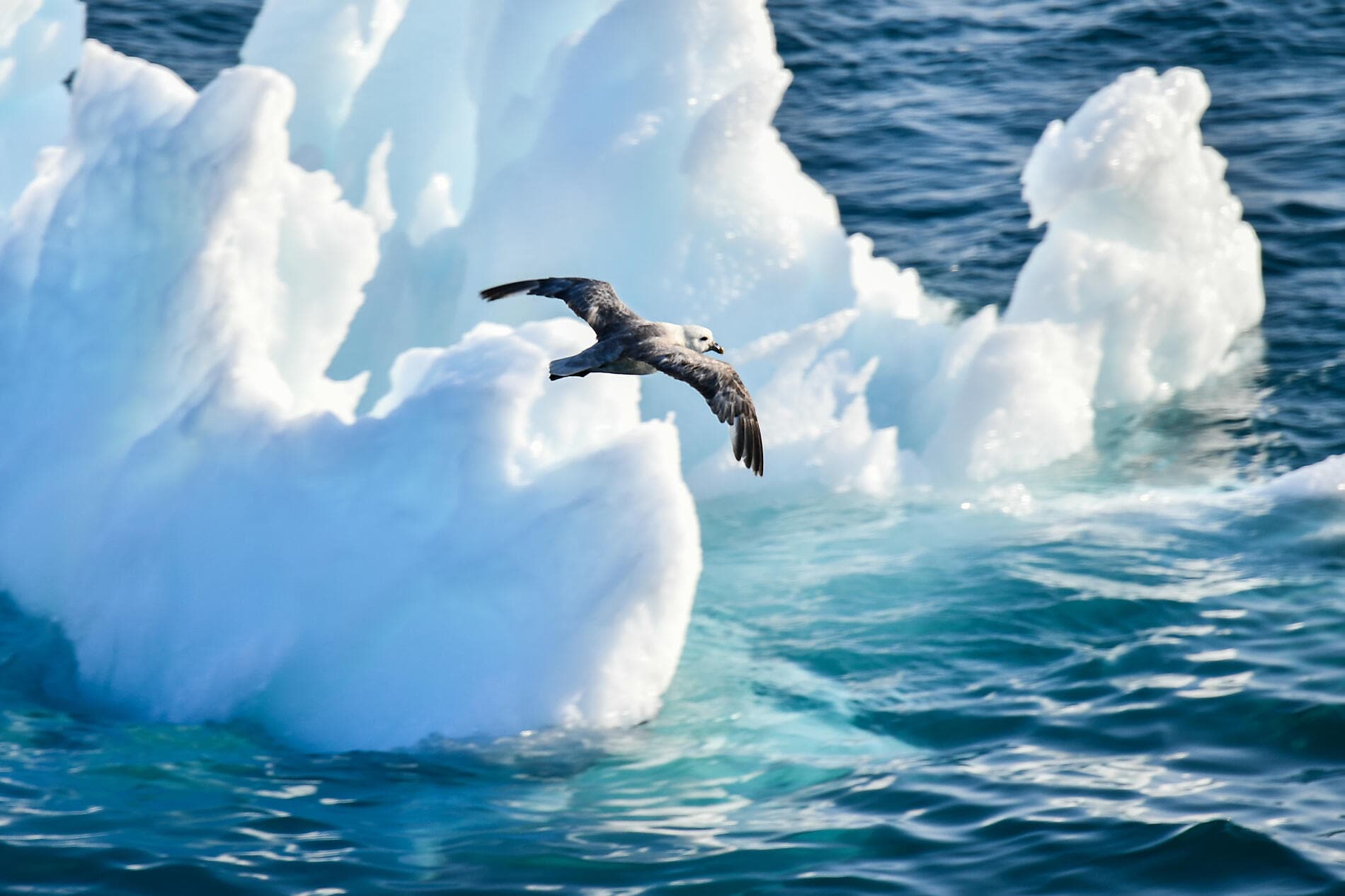 Les secrets de la mer de Baffin 