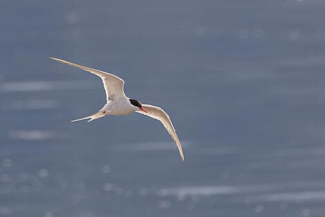 13 Sept 26 - Arctic Bay, Nunavut