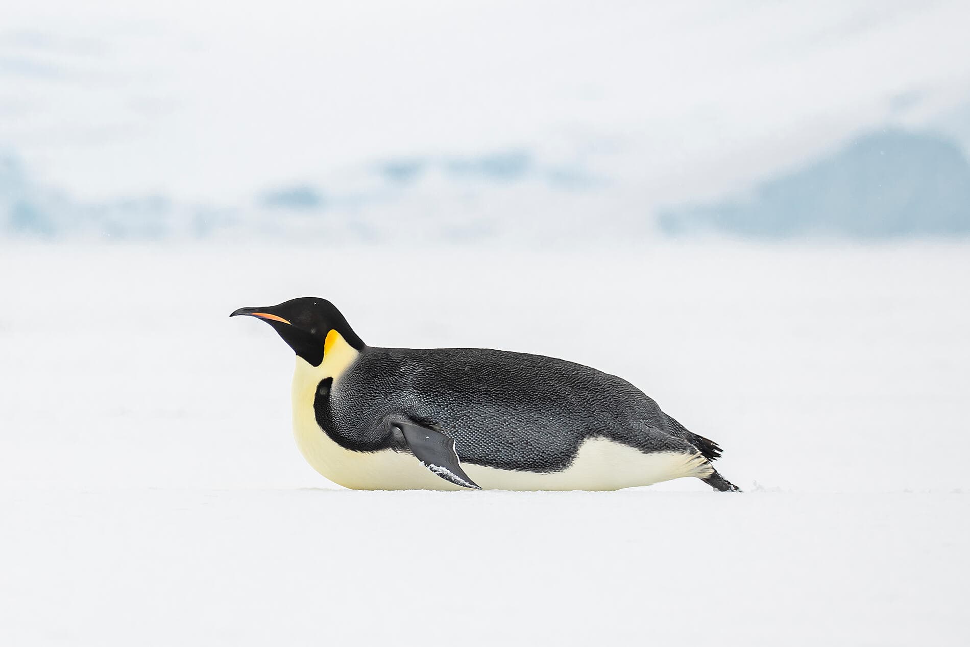 Dans le sillage de Jean-Baptiste Charcot