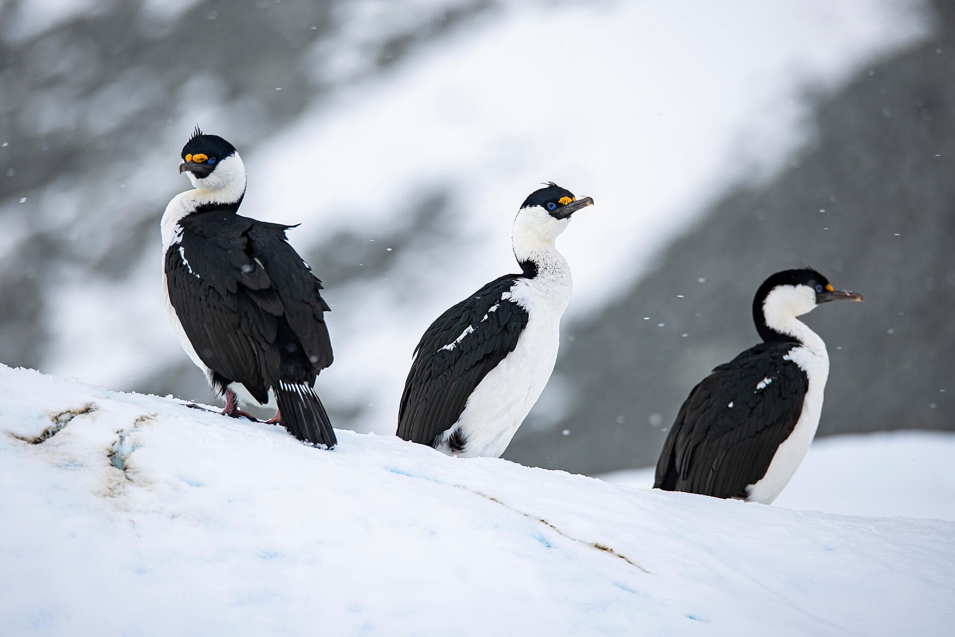 Dans le sillage de Jean-Baptiste Charcot