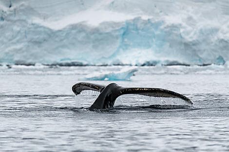 16 Févr 28 - Terre de George V