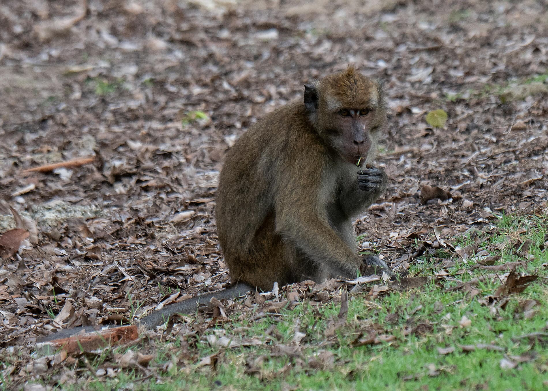Îles, villes et volcans d’Indonésie  
