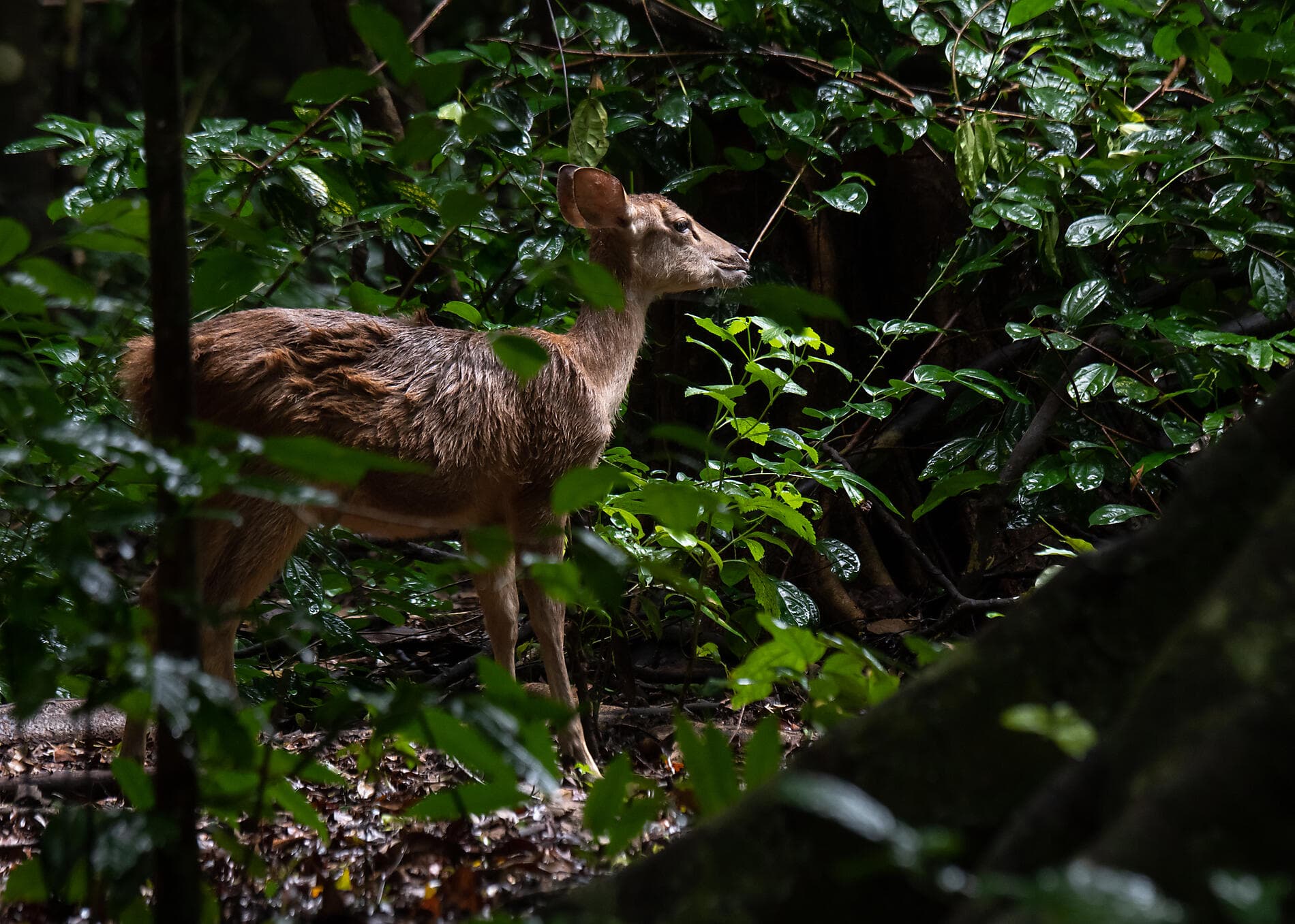 Îles, villes et volcans d’Indonésie  
