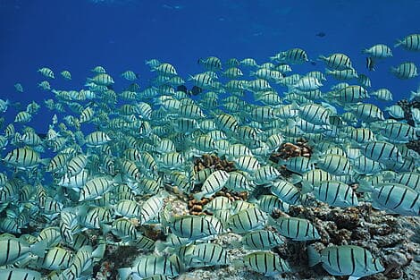 12 Juin 27 - Rangiroa, îles Tuamotu