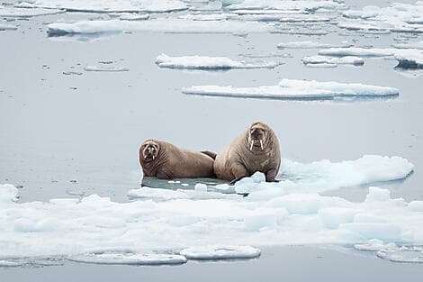 24 Avr 27 - Exploration de la polynie des eaux du Nord