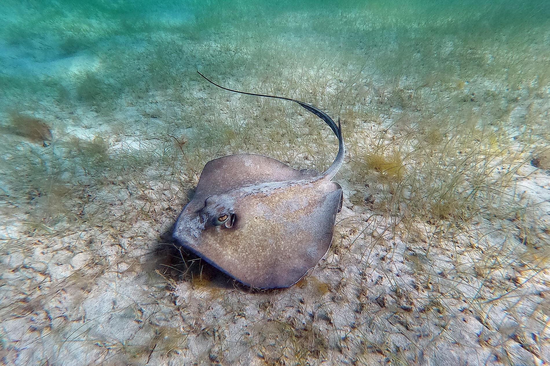 Rêverie sous voiles au cœur des petites Antilles