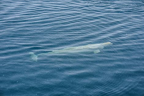 10 Sept 26 > 11 Sept 26 - Prince of Wales Island, Nunavut