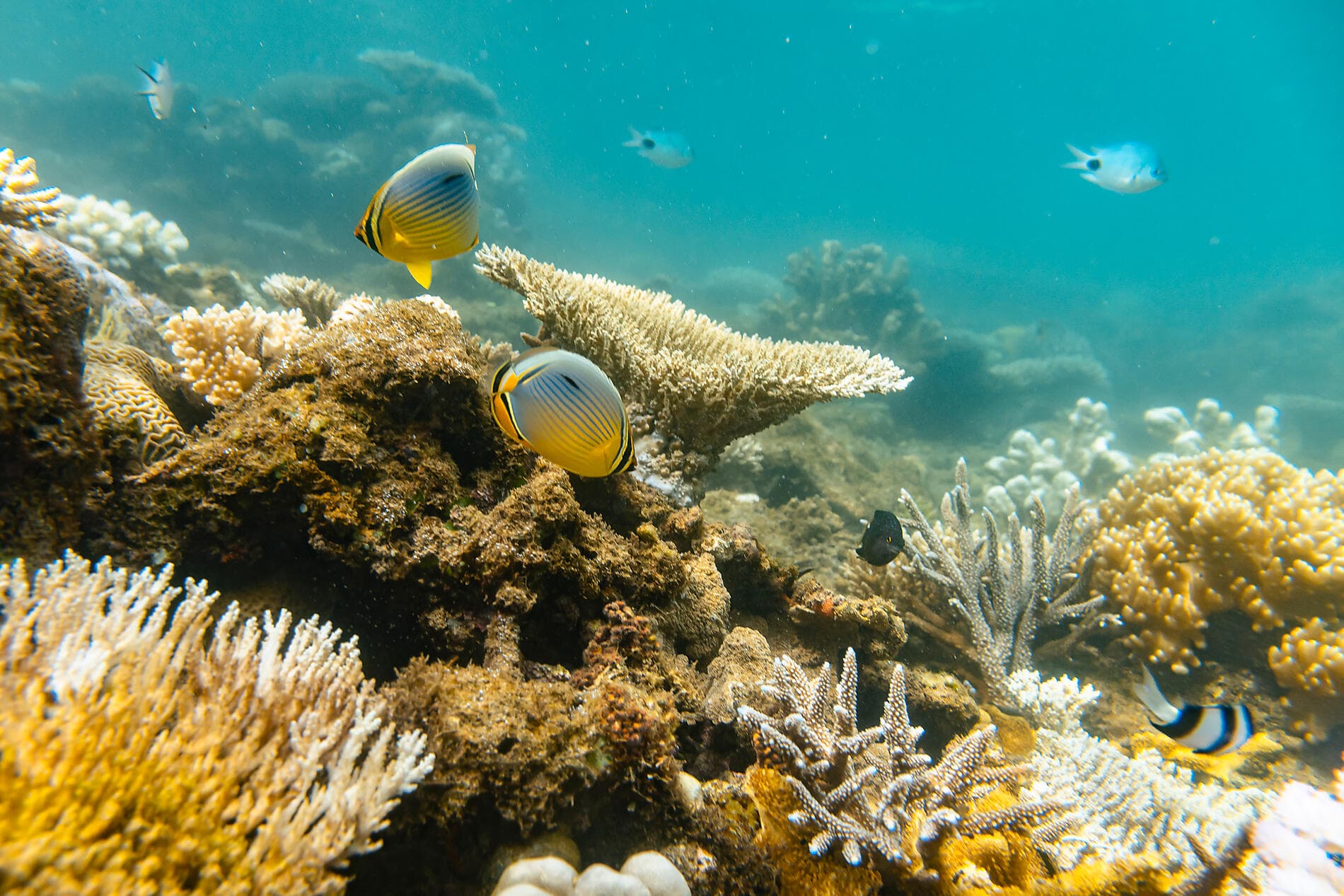 De Madagascar aux Seychelles, îles insoupçonnées 